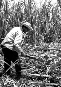 Reinaldo Castro Yedra, el mejor cortador de caña que conoció nuestro país, asume que su mayor orgullo es haberle sido fiel a Fidel