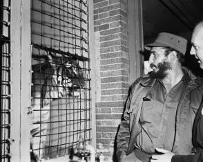 Fidel frente a la jaula del tigre en el Zoologico de Bronx en su primera visita. Foto: Revolución